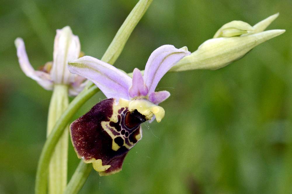 Moriago (TV) 5 - Ophrys fuciflora